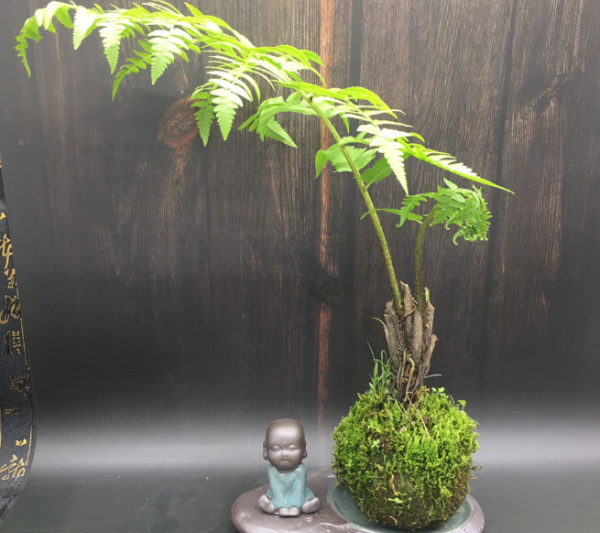 Dương xỉ chung là gì? Cách sinh sản cây tảo