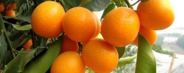 Làm thế nào để nuôi dưỡng cây cảnh vàng ngày? Hiểu cách trồng trọt trong nhà