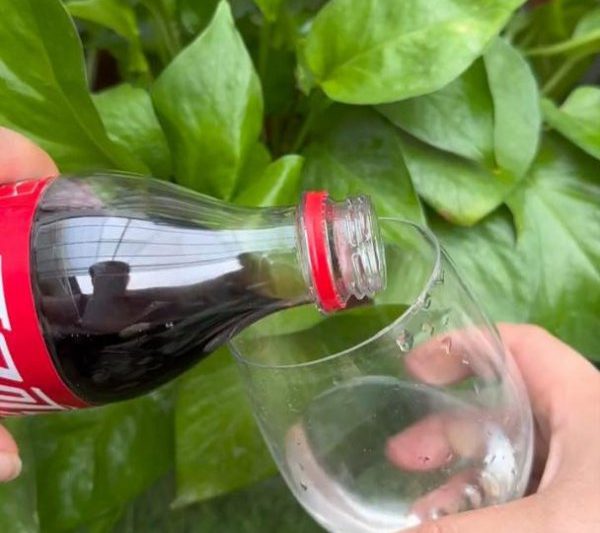 Tôi có thể tưới nước cho cola còn sót lại để tưới hoa không? Tôi có thể sử dụng cola còn sót lại để tưới hoa không?