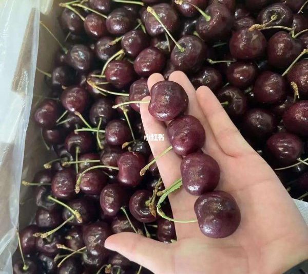 Cái nào tốt hơn, đá anh đào tinh khiết hay thỏ? Cái nào ngon hơn, đá anh đào tinh khiết hay thỏ?