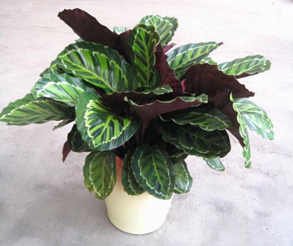 Ý nghĩa và phong thủy tượng trưng của Peacock Arrowroot. Về vị trí của Peacock Arrowroot