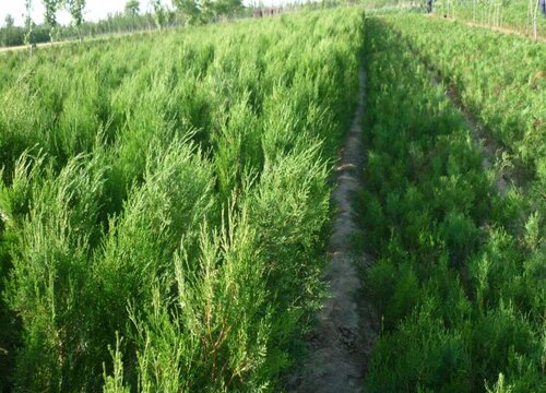 Những loại cây là cây lan? Những loại cây là cây lan?