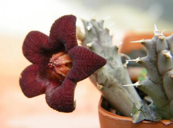 Những cây nào có trong gia đình Radix? Giải thích chi tiết về các loài mọng nước của họ Radix (2)