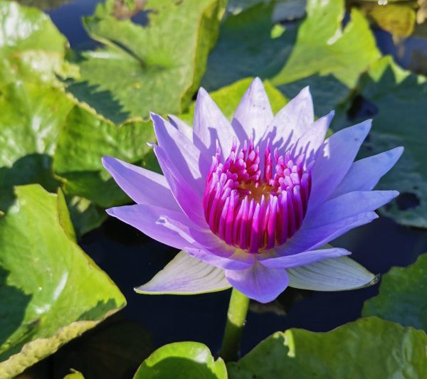 Những bông hoa phù hợp cho cuộc sống của biển? Những bông hoa phù hợp cho việc trồng nước biển?