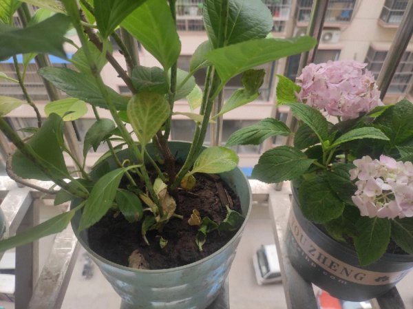Làm thế nào để tưới nước hoa cẩm tú cầu vào mùa đông làm thế nào để tưới nước vào mùa đông