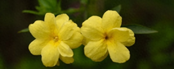 Làm thế nào để trồng forsythia trong các chậu cây giới thiệu về phương pháp trồng forsythia trong chậu