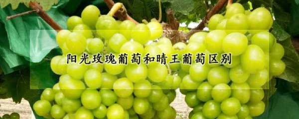 Sự khác biệt giữa Sunshine Rose và Sunny King là gì? So sánh sự khác biệt giữa Sunshine Rose và Sunny King