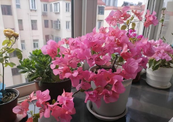 Làm thế nào để nuôi chậu BougainVillea? Kiến thức bảo trì chính xác của BougainVillea (2)