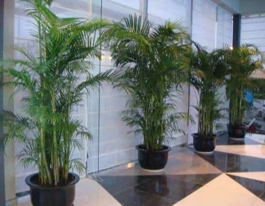 Bạn có nghĩ rằng khói cũ là khó chịu? Ghét bị rắc rối bởi khói thuốc phụ?