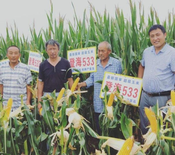 Giới thiệu về 533 giống ngô của Delghai Tổng quan về 533 giống ngô của Delghai