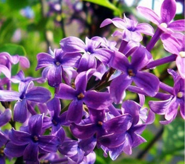 Làm thế nào để nuôi lilac bonsai? Phương pháp nhân giống trong nhà cho hoa lilac chậu (2)