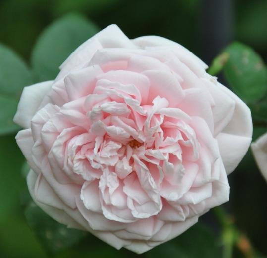 Giải thích chi tiết về hình ảnh thức tỉnh hoa hồng