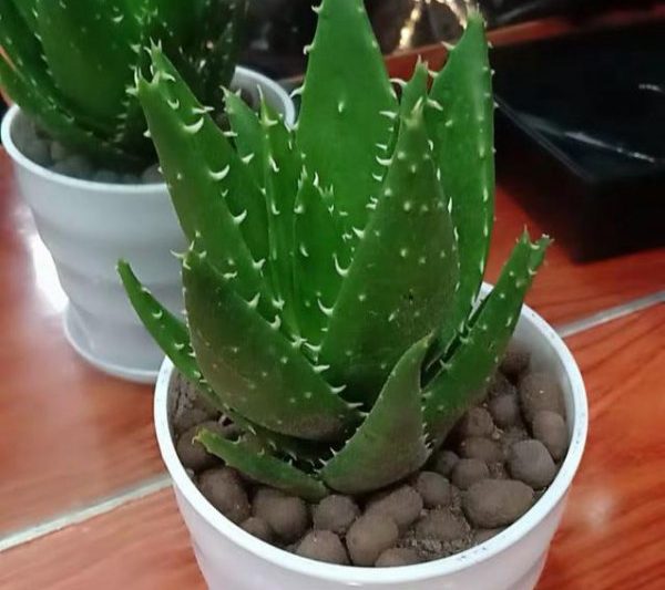 Aloe Vera có thích ánh sáng không? Aloe Vera có cần ánh nắng mặt trời không?
Aloe Vera có phù hợp với ánh sáng không?