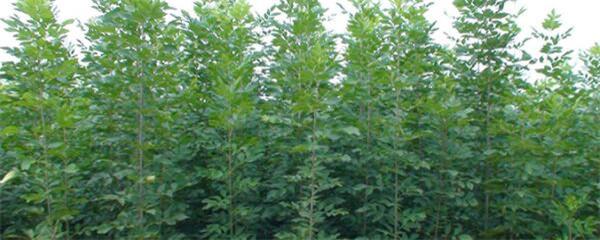 Cách trồng hạt tro, phương pháp trồng tro và bảo trì