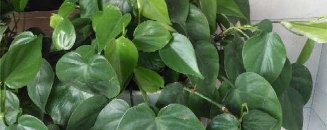 Trái tim lá cây nho có hình dạng kỹ năng cắt bỏ các điểm cốt lõi của bảo trì cây nho