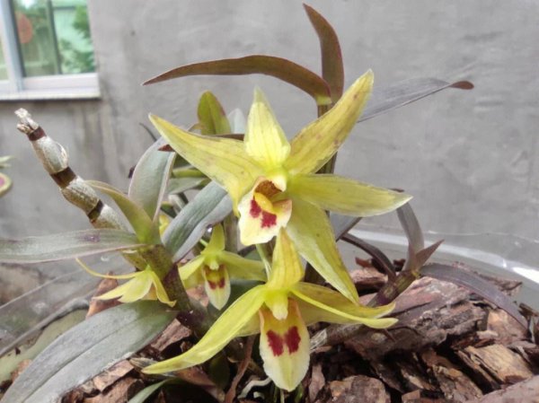 Làm thế nào để trồng hoa Dendrobium officinale tốt? Làm thế nào để duy trì đúng cách hoa Dendrobium officinale?