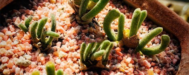 Làm thế nào để duy trì hào quang màu xanh lá cây? Hướng dẫn đầy đủ để duy trì Halo xanh mới