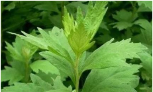 Tại sao Mugwort không thể được trồng tại nhà? Phong thủy có tốt không?