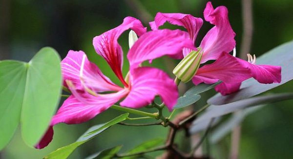 Bauhinia nở bao lâu trong thời kỳ ra hoa? Tại sao bạn không thể sử dụng nó một cách ngẫu nhiên?