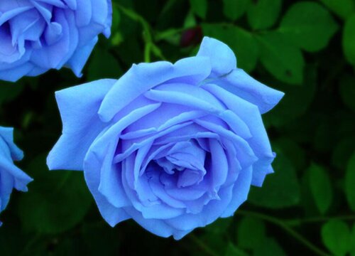 Ngôn ngữ hoa hồng xanh và ý nghĩa của ngôn ngữ và ý nghĩa hoa hồng xanh