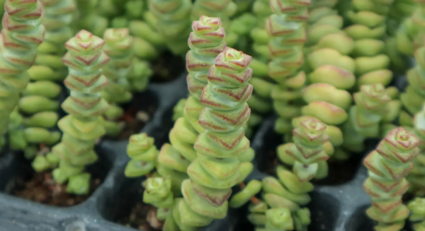 Những điều cấm kỵ trong phong thủy của Qian Shuzi là gì? Hiểu vị trí tốt nhất của Qian Shuzi