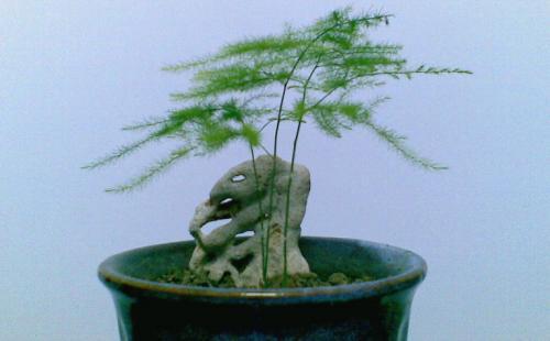 Ngôn ngữ hoa của Wenzhu là gì? Một cuộc thảo luận ngắn gọn về các biểu tượng và ý nghĩa của Wenzhu