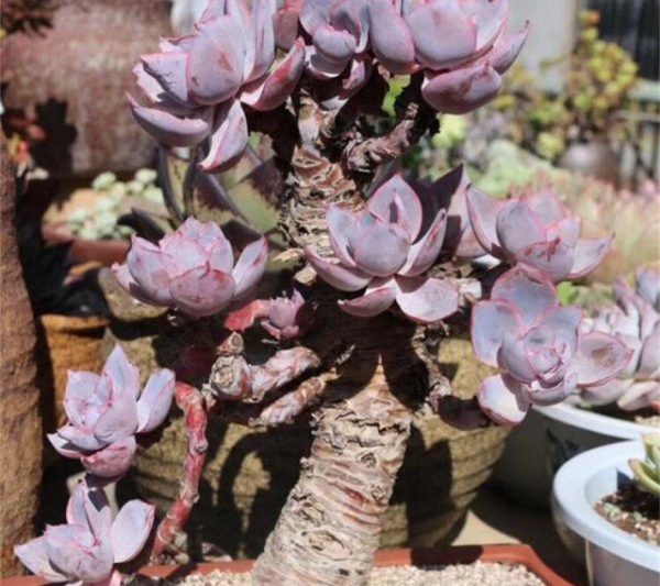 Các loài mọng nước có khả năng sản xuất cổ phần cũ nhất là gì? Những cây mọng nước nào dễ bị lão hóa?