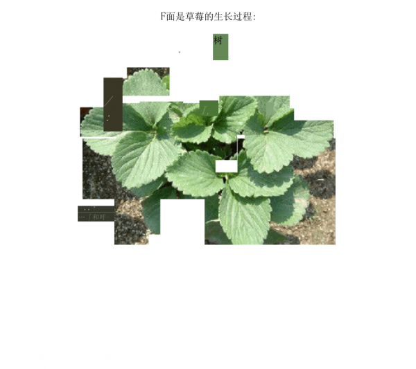 Điều kiện môi trường tăng trưởng dâu tây điều kiện và đặc điểm môi trường phát triển và đặc điểm của dâu tây