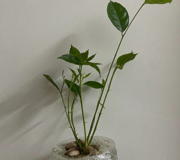 Mít có thể được trồng trong nồi không? Jackfruit có thích hợp cho cây chậu không?