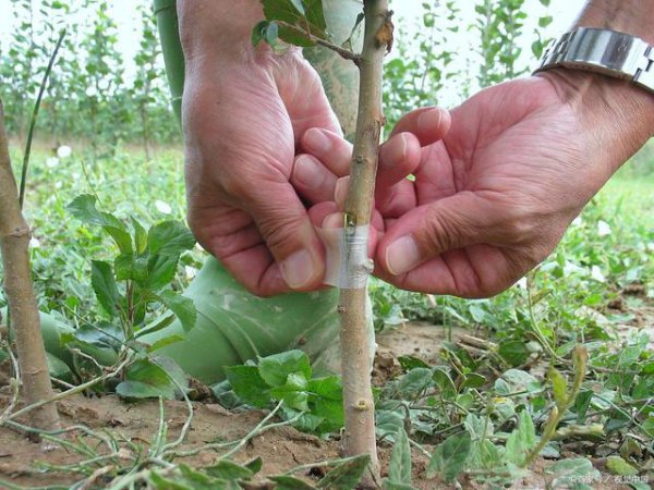 Cây jujube có thể được ghép không? Cây jujube có thể được ghép không?
Cây jujube có phù hợp để ghép không?