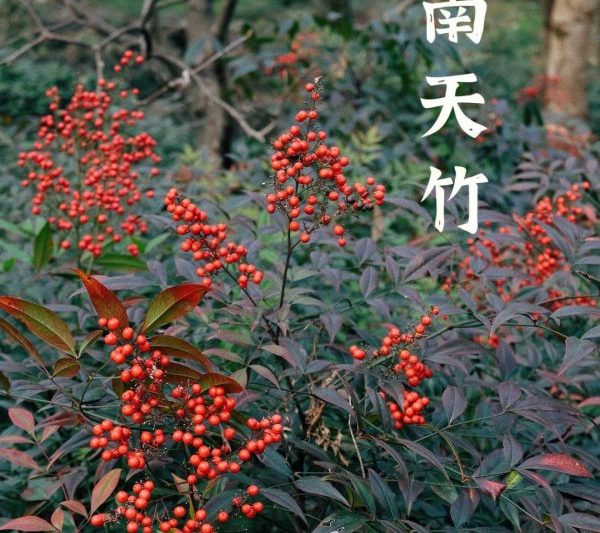 Hiệu ứng Phong thủy của Hiệu ứng Phong thủy Nantianzhu của Nantianzhu