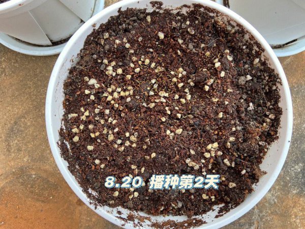 Làm thế nào để giữ hạt cho hướng dương hai cánh? Làm thế nào để bảo quản hạt cho hướng dương hai cánh?