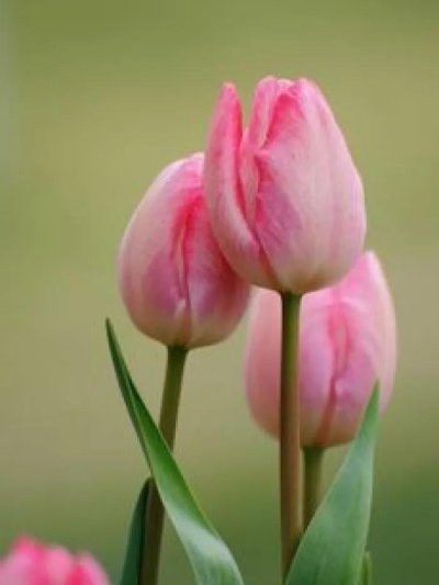 Nó có nghĩa là gì khi đưa hoa tulip cho các cô gái? Các từ và nghĩa của hoa tulip (2)