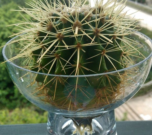 Cây xương rồng có thể được tưới bằng gạo không? Cactus có thích hợp để tưới không?