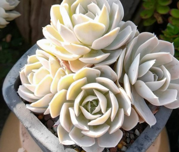 Cách kiểm soát các loài mọng nước và dạy bạn cách duy trì đúng cách (4)