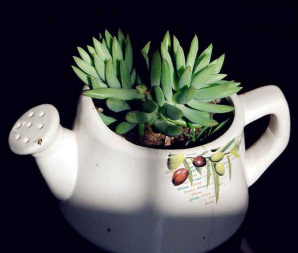 Giới thiệu về hàng ngàn Đức Phật Hand Muxulent Plants Hình ảnh của hàng ngàn Đức Phật thực vật mọng nước