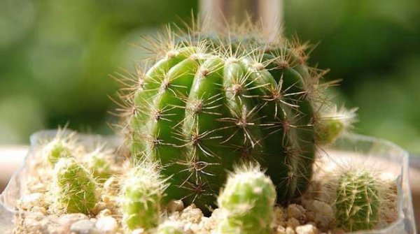 Ngôn ngữ hoa của cây xương rồng là gì? Ý nghĩa và ý nghĩa tượng trưng của cây xương rồng