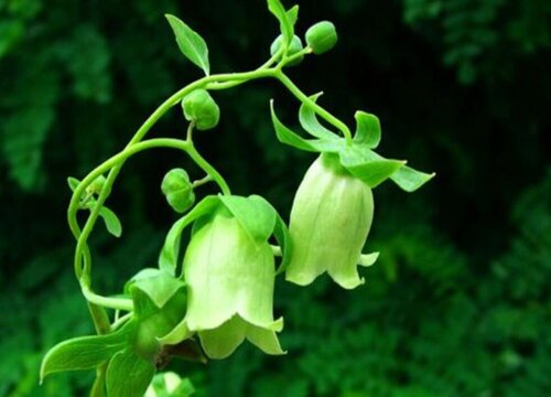 Giới thiệu về sắc tố Codonopsis Sự khác biệt giữa sắc tố Codonopsis và Angelica