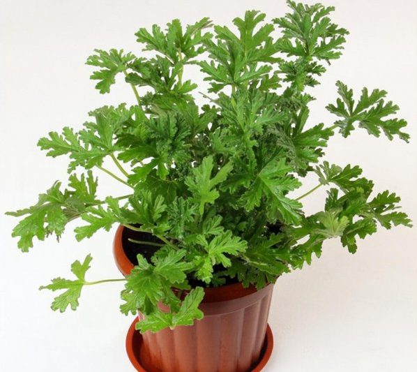 Làm thế nào để tái tạo cỏ chống muỗi Những điểm chính của kỹ thuật canh tác cho cỏ chống muỗi cỏ