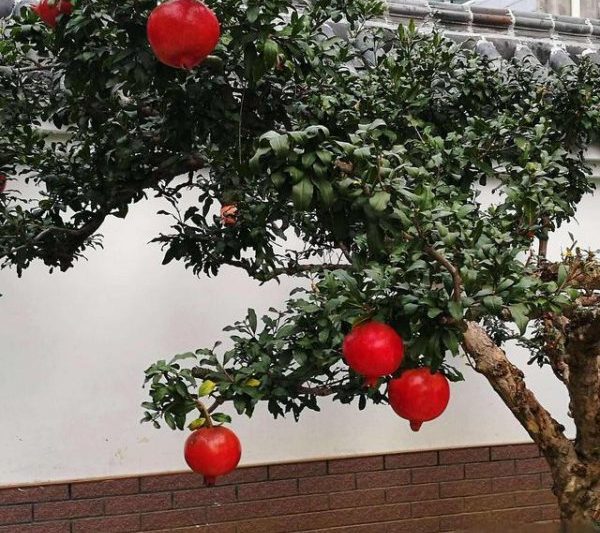 Những loại cây được trồng ở cửa nông thôn của bạn là phong thủy tốt? Những loại cây được trồng ở cửa nông thôn của bạn là phong thủy tốt?