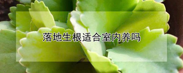 Rễ trên mặt đất có thể được trồng trong nhà? Có khả thi để trồng cây rễ trên mặt đất trong nhà?
