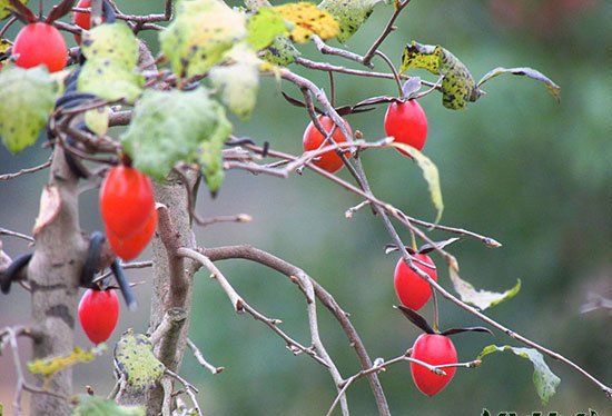 Phương pháp bảo trì của Lào Cang Persimmon Bonsai “Điểm chính của việc duy trì Lào Cang Persimmon Bonsai”