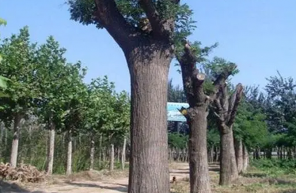 Tại sao cây châu chấu có thể bị cắt giảm theo ý muốn? Những ảnh hưởng của Phong thủy là gì?