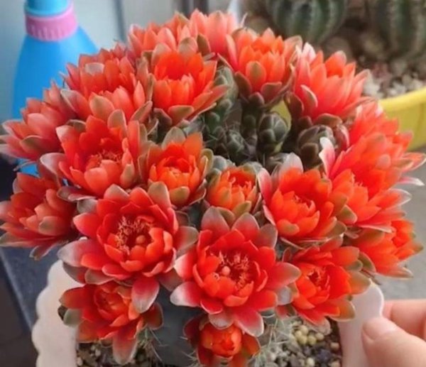 Cây xương rồng đáng để nuôi là gì? Hãy nhìn vào năm cây xương rồng đẹp và dễ giơ cao
