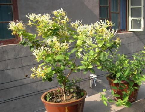 Honeysuckle Pot có dễ trồng không? Giải thích chi tiết về việc trồng trọt và quản lý kim ngân hoa