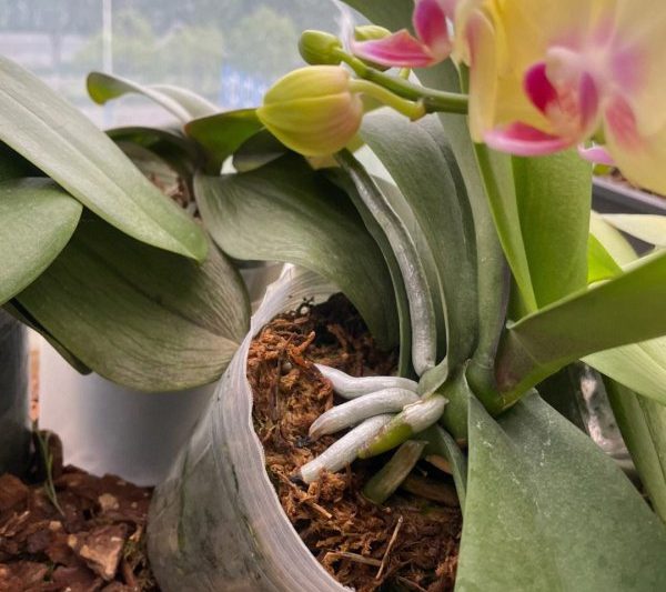 Phalaenopsis sinh sản như thế nào? Phương pháp sinh sản của phalaenopsis là gì?