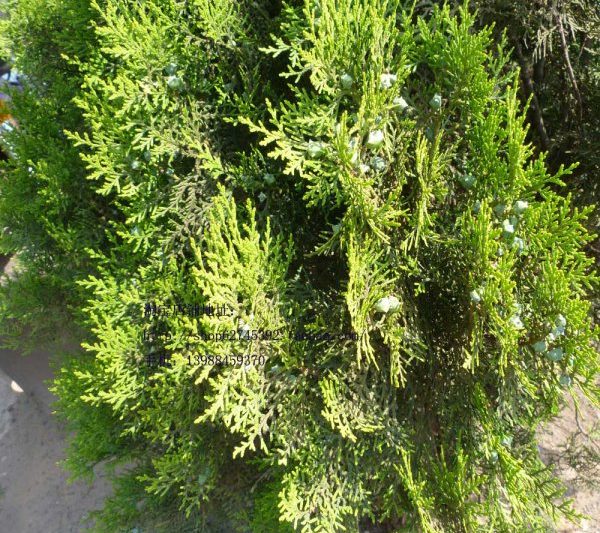 Hiệu ứng phong thủy và những điều cấm kị của hoa lan hiệu ứng phong thủy và những điều cấm kỵ của cây lan