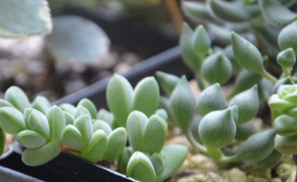 Các mọng nước phổ biến của Asteraceae là gì? Danh sách 5 loài mọng nước phổ biến của Asteraceae (4)