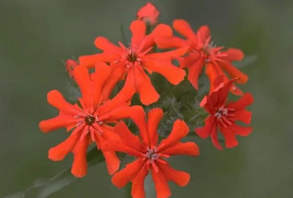 Hình ảnh của những bông hoa Ching Qiuluo? Đặc điểm của Qiuluo