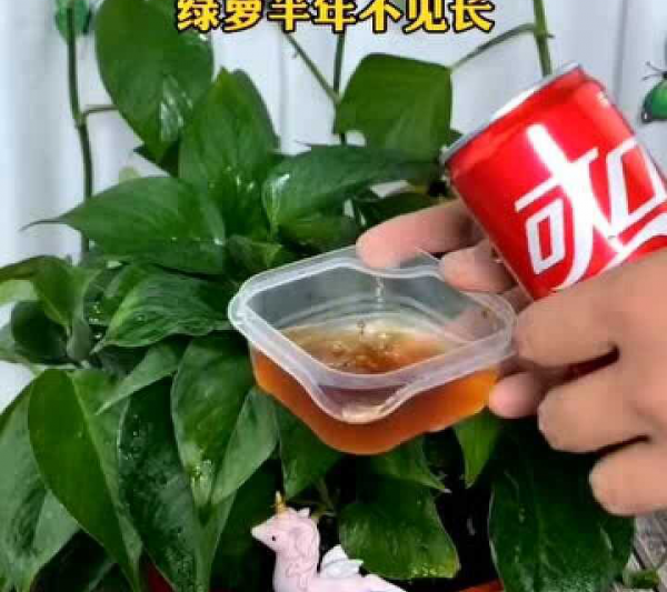 Coke có thể được sử dụng để tưới cây xanh không? Coke có thể được sử dụng để tưới hoa không?